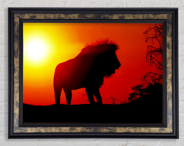 Lion Sunset Framed Print