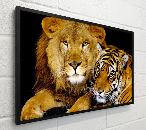 Lion Tiger Love