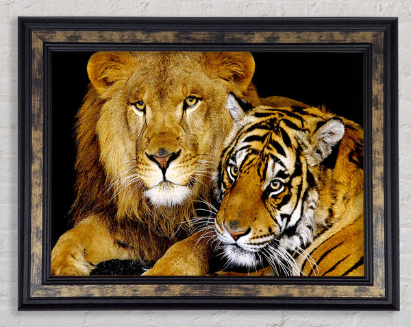 Lion Tiger Love Framed Print