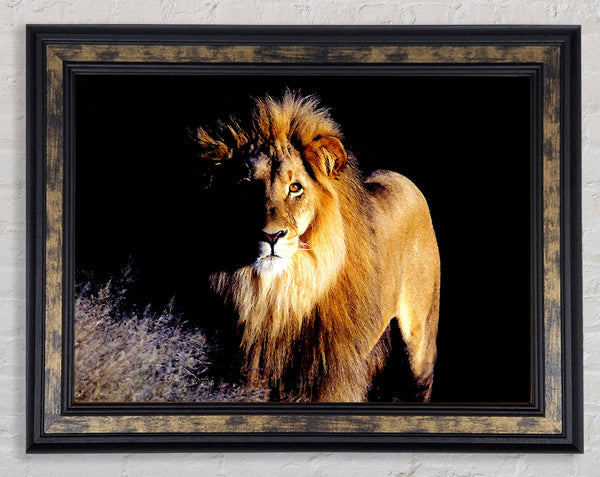 Lion Watch Framed Print