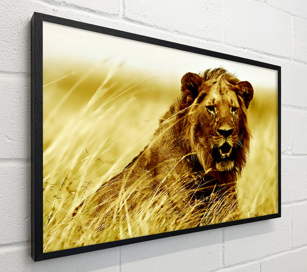 Lion Watching Out For Dinner