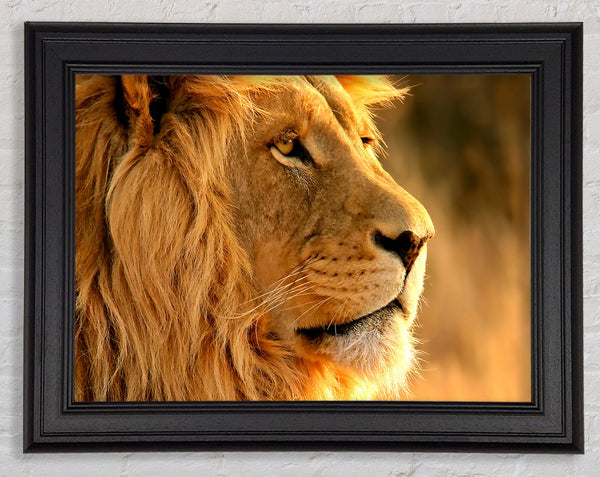 Lion Framed Print