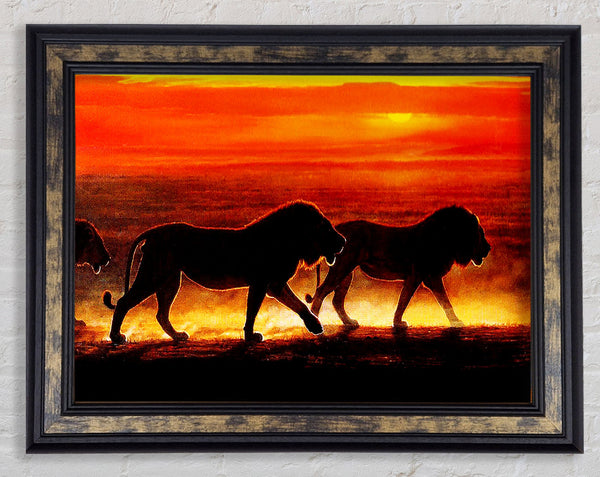 Lions On The Hunt Framed Print