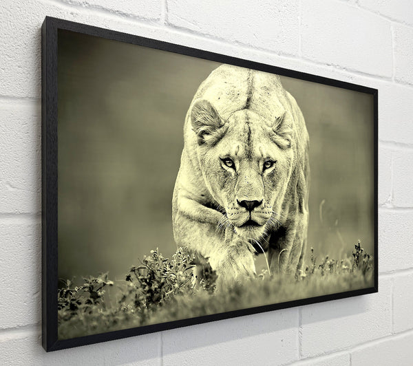 Lioness Hunting