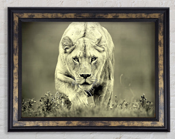 Lioness Hunting Framed Print