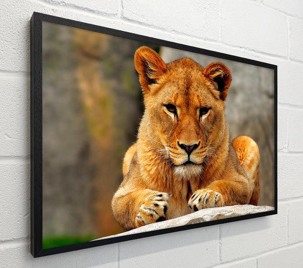 Lioness Watch