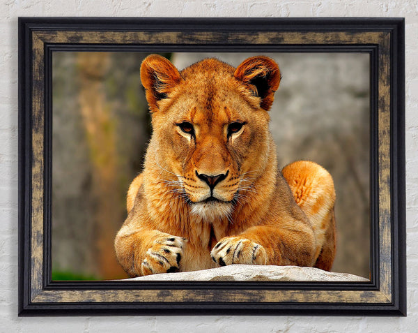 Lioness Watch Framed Print