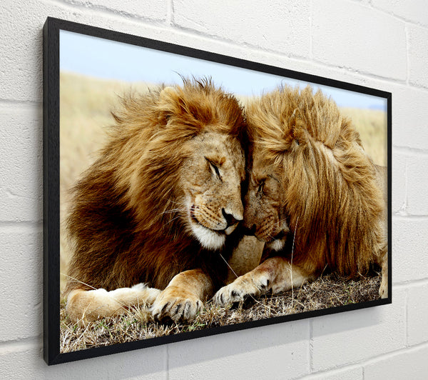 Lions Love Wild Cats Animals