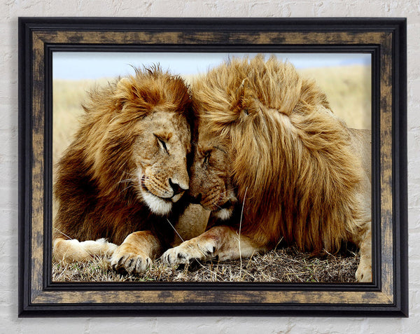 Lions Love Wild Cats Animals