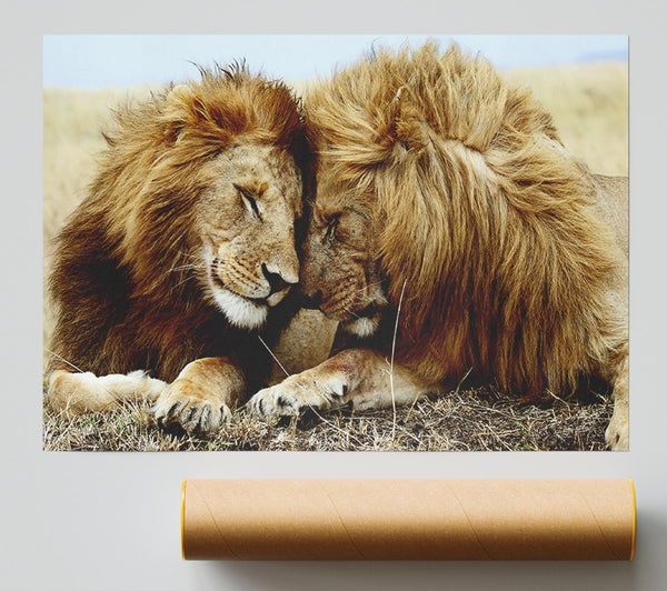 Lions Love Wild Cats Animals Poster