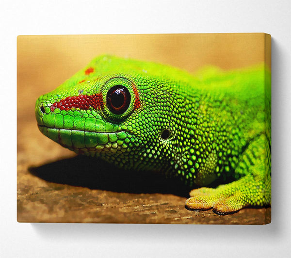  A Canvas Print of Lizard Face Canvas Wall Art