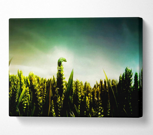  A Canvas Print of Lizard Perch Canvas Print