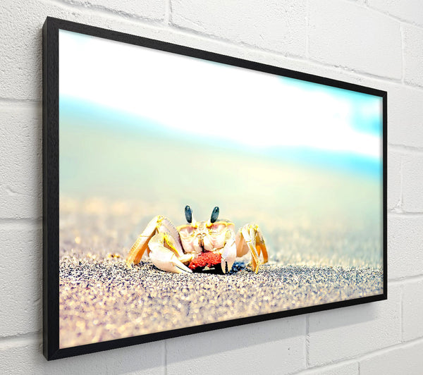 Lonely Crab