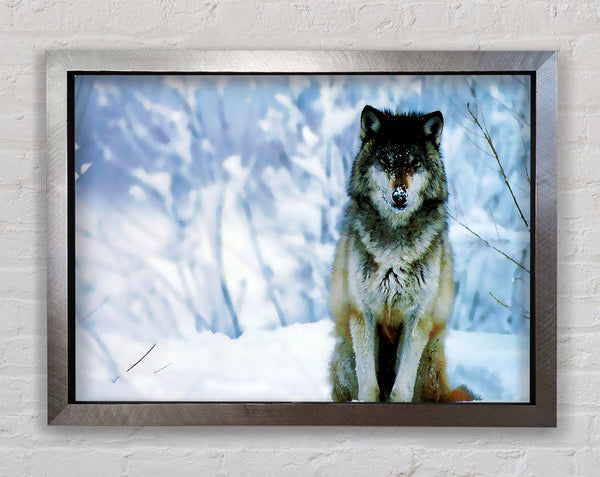 Lonsome Wolf Framed Print