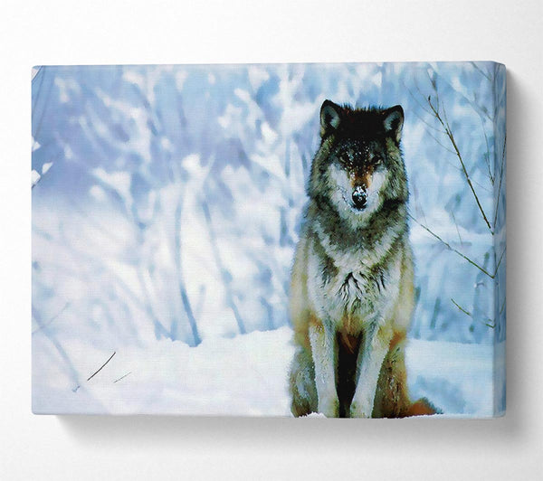 A Canvas Print of Lonsome Wolf Canvas Art