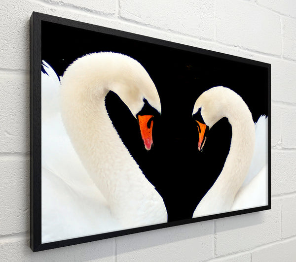 Love Heart Swans