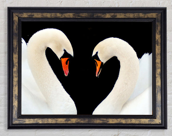 Love Heart Swans Framed Print