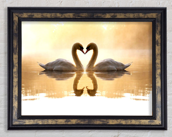 Loving Swans Framed Print