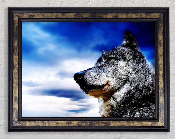 Magnificant Wolf Framed Print