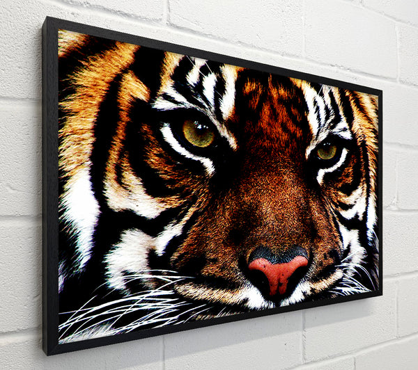 Male Tiger Face