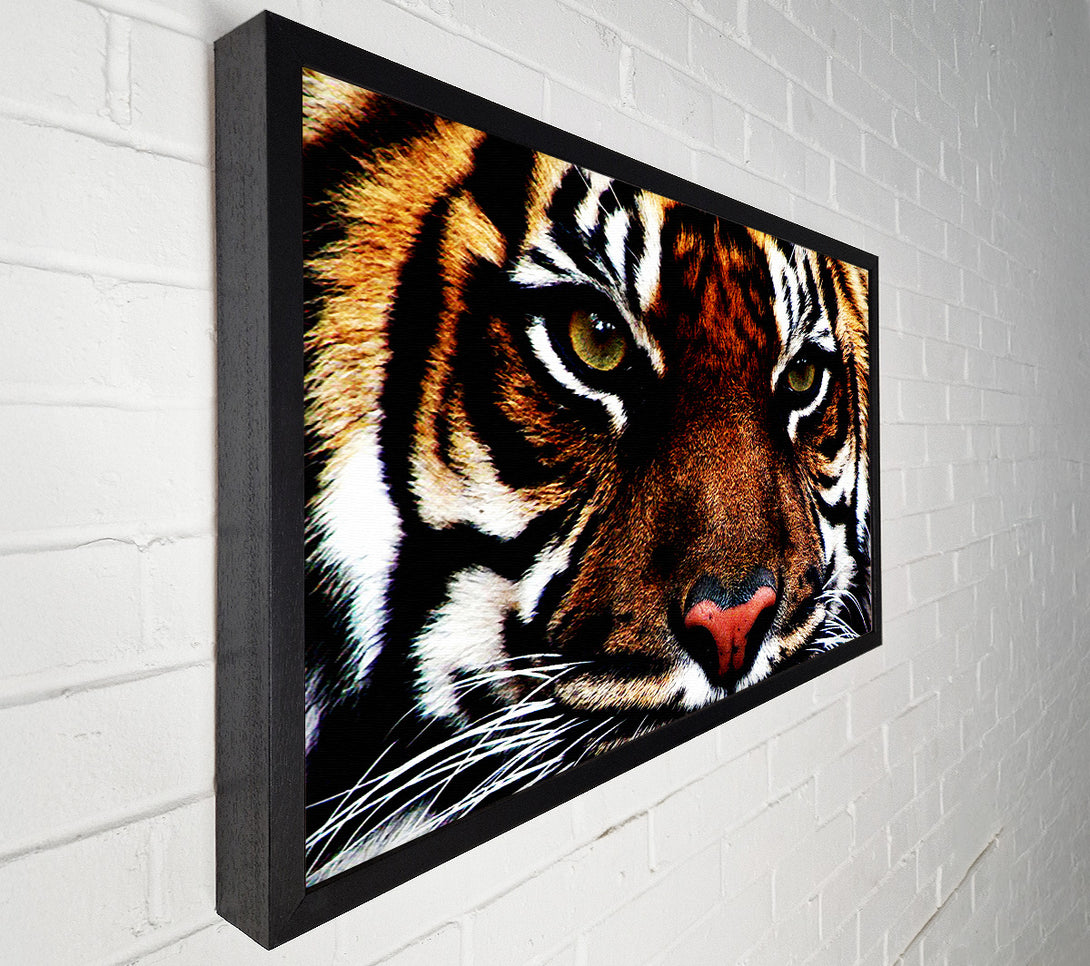  A Canvas Print of Male Tiger Face Canvas Wall Art