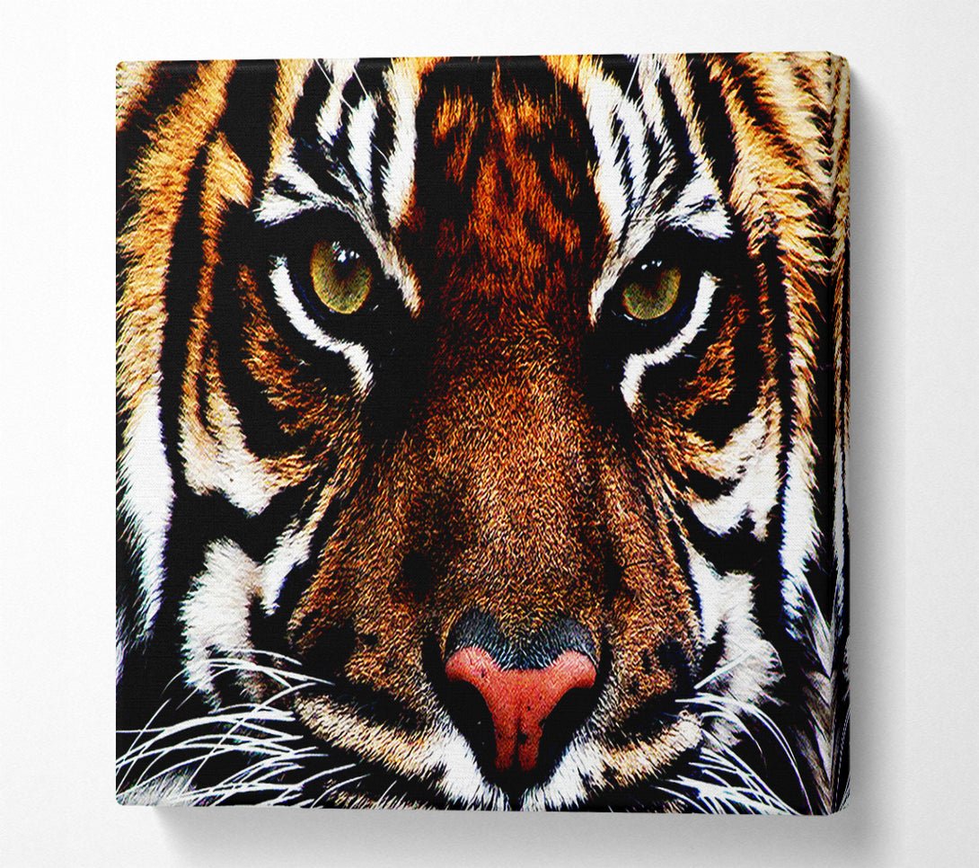  A Canvas Print of Male Tiger Face Canvas Wall Art