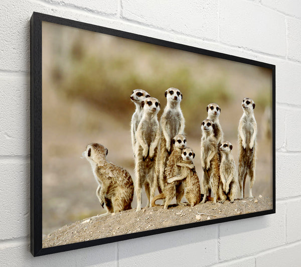 Meerkat Family
