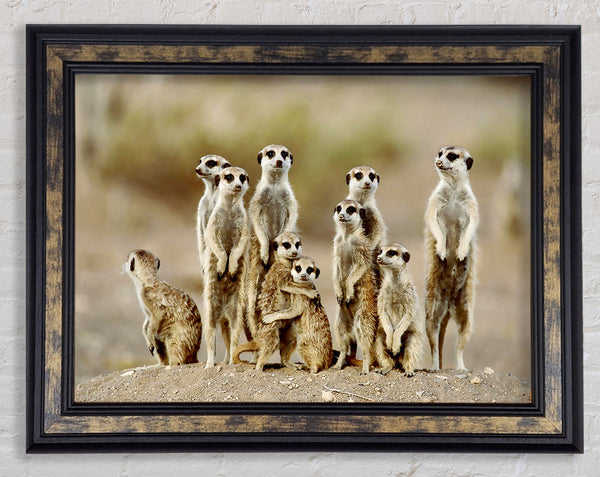 Meerkat Family Framed Print