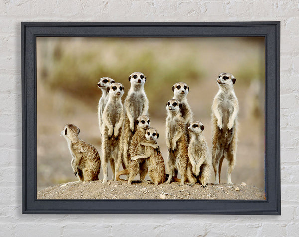 Erdmännchenfamilie