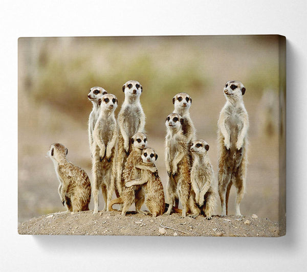  A Canvas Print of Meerkat Family Canvas Print