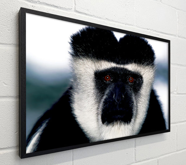 Monkey Face