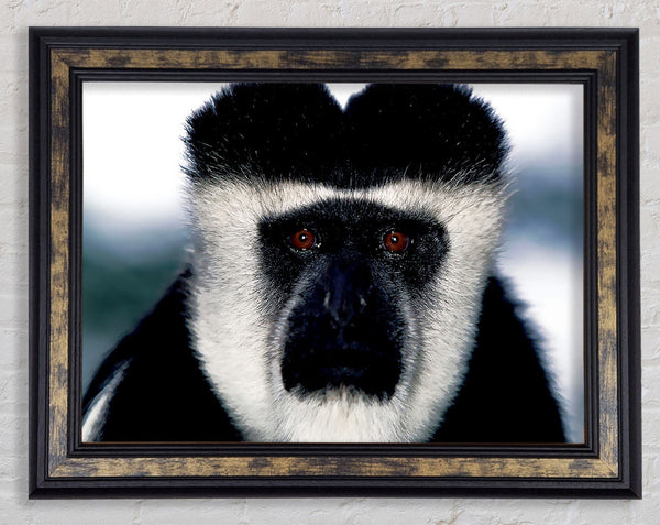Monkey Face Framed Print