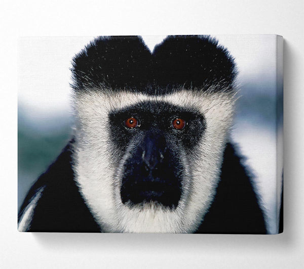  A Canvas Print of Monkey Face Canvas Art