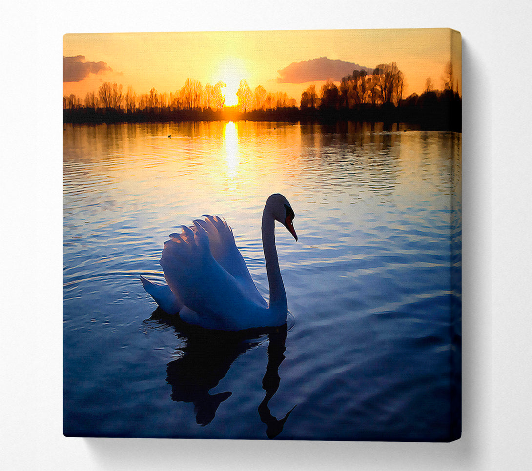  A Canvas Print of Lonely Swan Canvas Wall Art