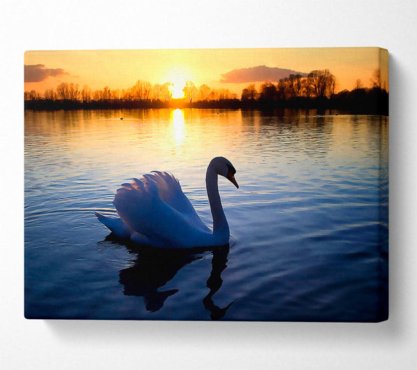  A Canvas Print of Lonely Swan Canvas Wall Art
