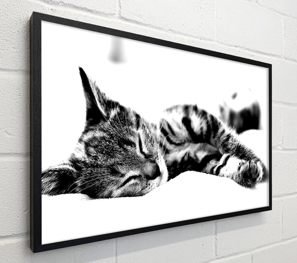 Nap Time Cat