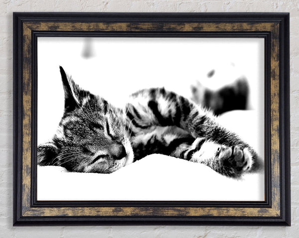 Nap Time Cat