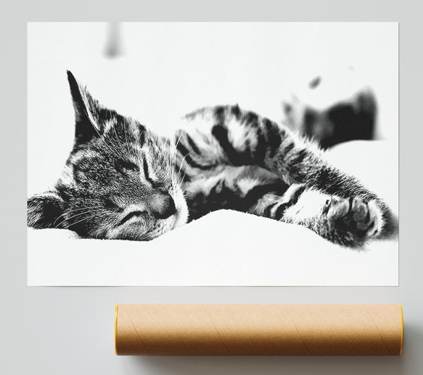 Nap Time Cat Poster