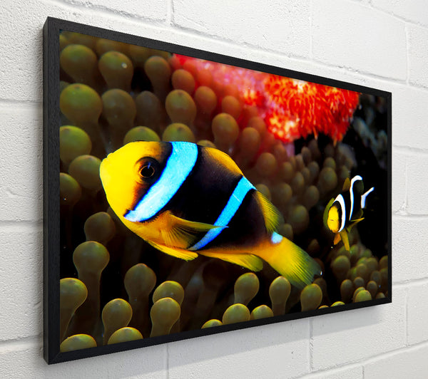 Neon Clown Fish