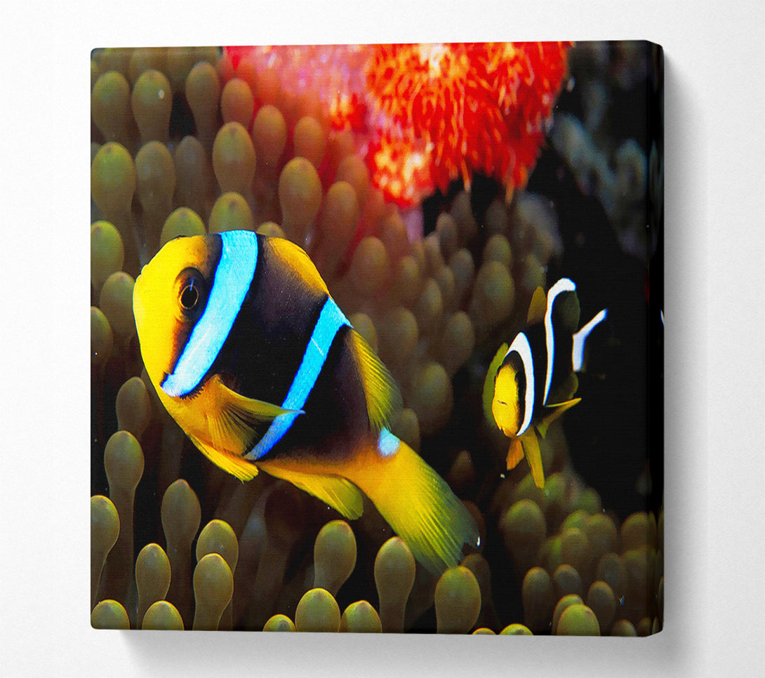  A Canvas Print of Neon Clown Fish Canvas Wall Art