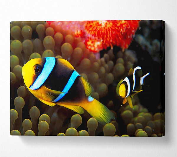  A Canvas Print of Neon Clown Fish Canvas Wall Art