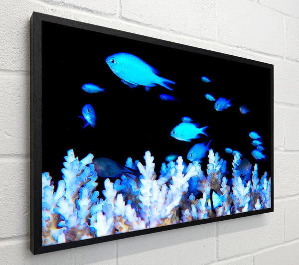 Neon Fish