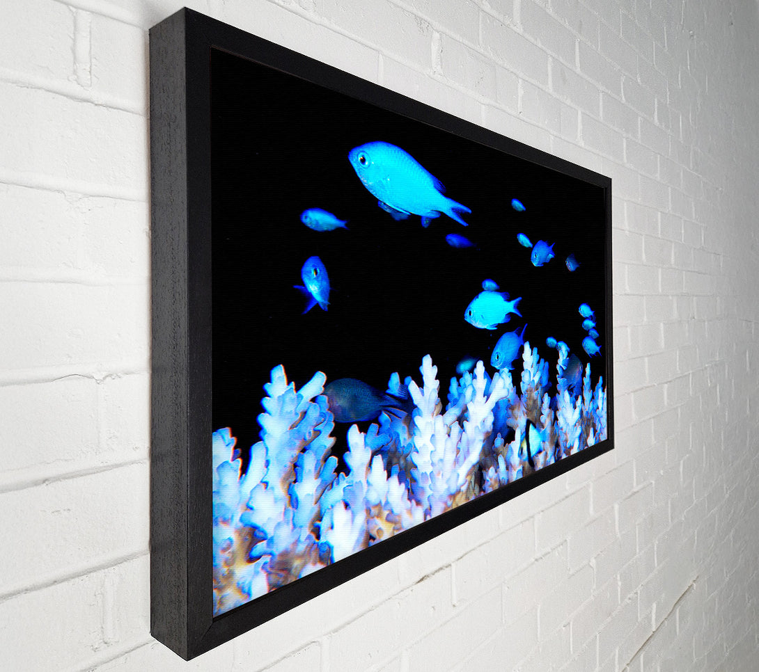  A Canvas Print of Neon Fish Canvas Art
