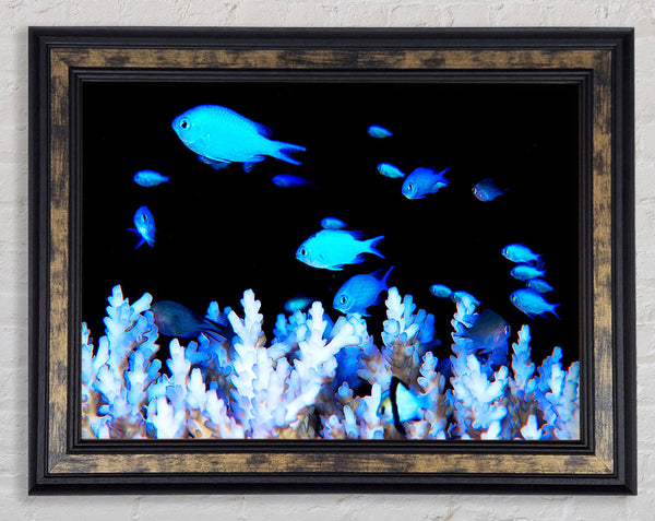 Neon Fish