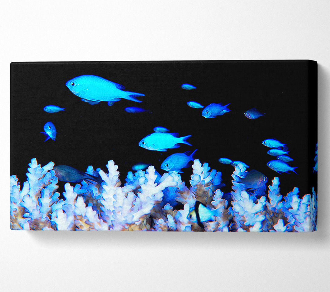  A Canvas Print of Neon Fish Canvas Art