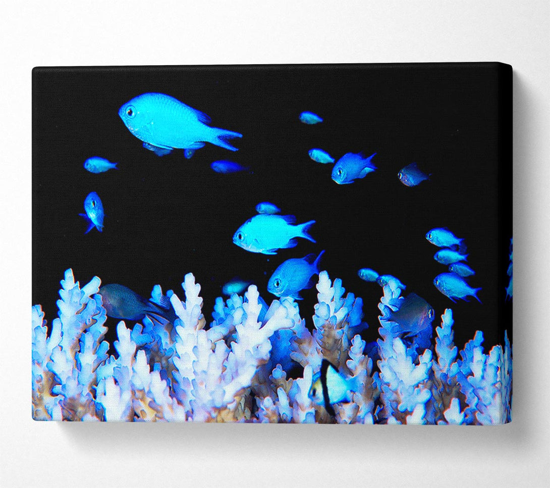  A Canvas Print of Neon Fish Canvas Art