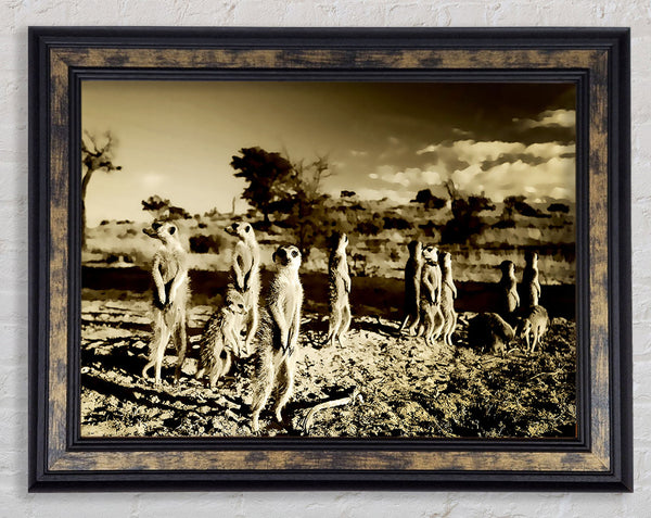 Noisy Meerkats Framed Print