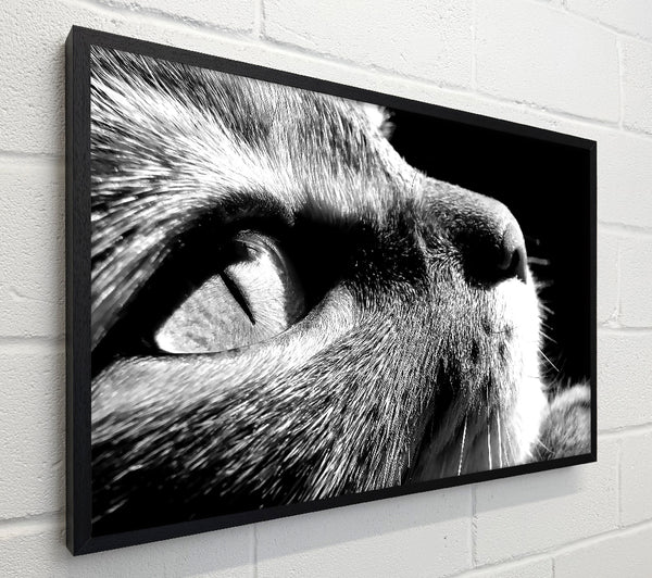 Nostalgic Cat