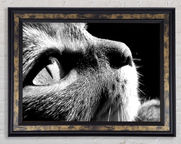 Nostalgic Cat