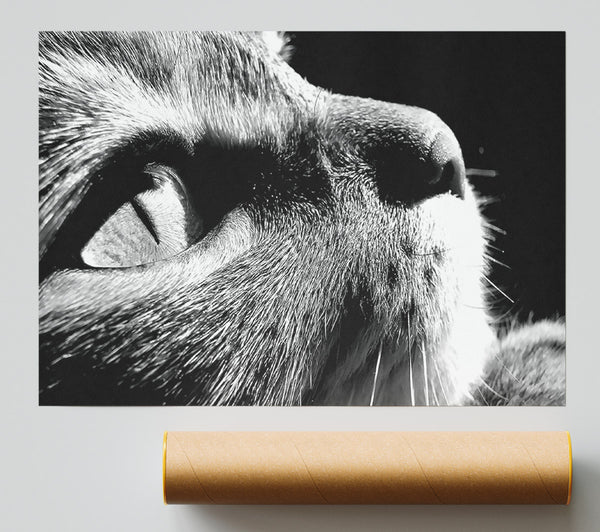 Nostalgic Cat Giclee Print